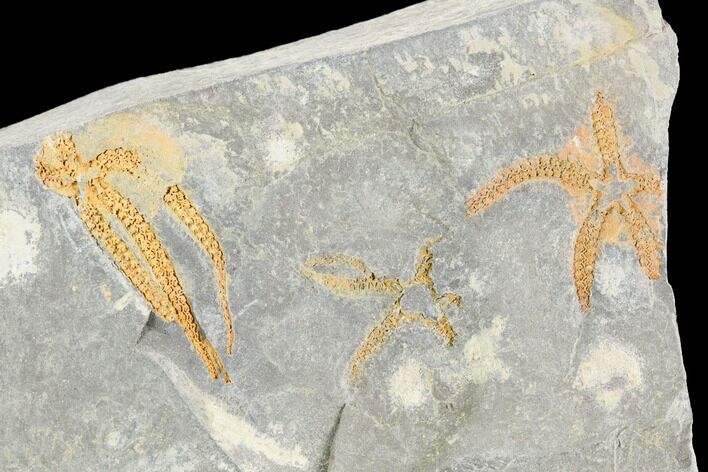 Three Ordovician Brittle Stars (Ophiura) - Morocco #118695